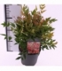Nandina