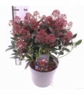 Skimmia
