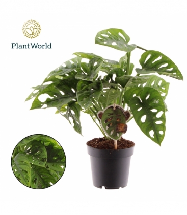 Monstera