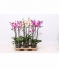 Phalaenopsis