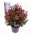 Leucothoe