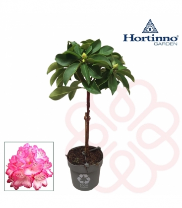 Rhododendron