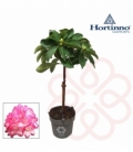 Rhododendron