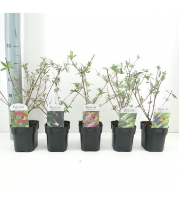 Buddleja