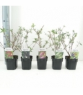 Buddleja
