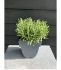 Lavandula