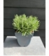 Lavandula
