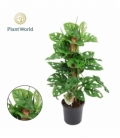 Monstera