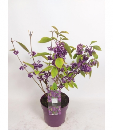 Callicarpa
