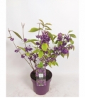 Callicarpa