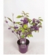 Callicarpa