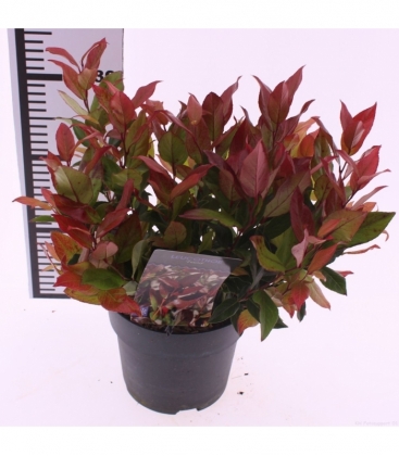 Leucothoe