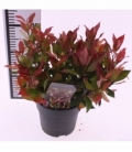 Leucothoe