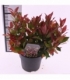 Leucothoe