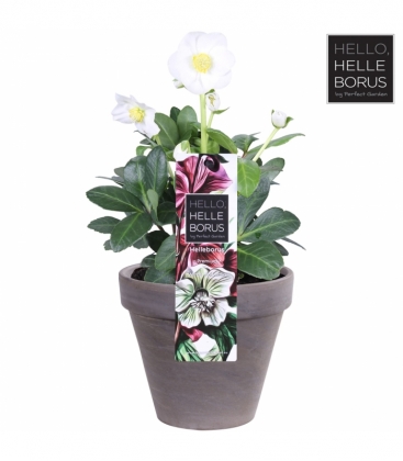 Helleborus