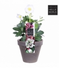 Helleborus