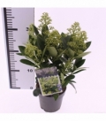 Skimmia