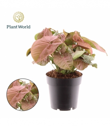 Syngonium