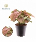Syngonium
