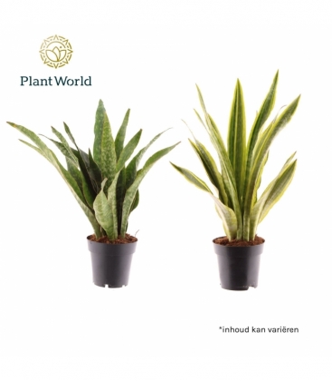 Sansevieria