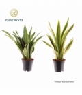 Sansevieria