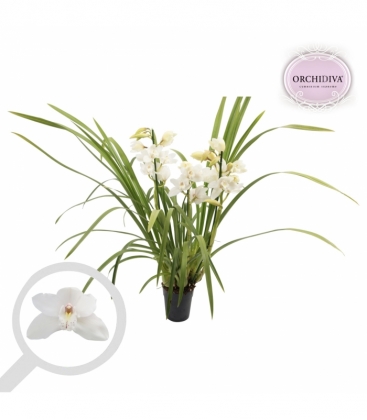 Cymbidium