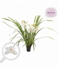 Cymbidium