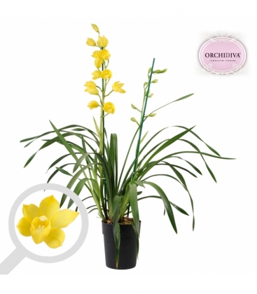 Cymbidium