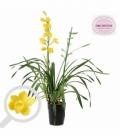 Cymbidium