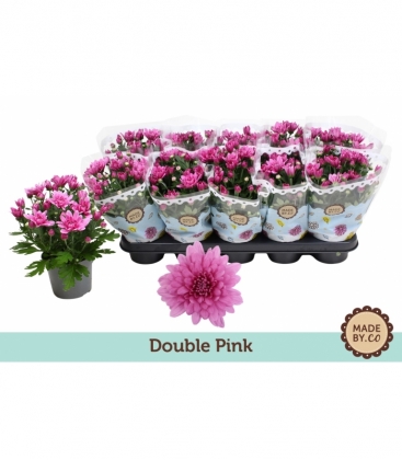 Chrysanthemum