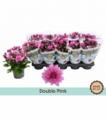 Chrysanthemum