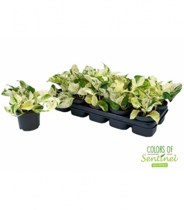 Epipremnum