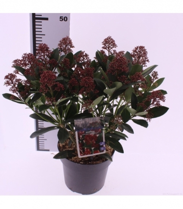 Skimmia