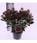 Skimmia