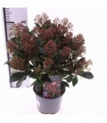 Skimmia