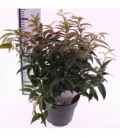 Leucothoe