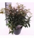 Leucothoe