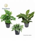 Indoor