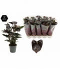 Cyclamen