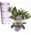 Skimmia