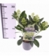 Skimmia