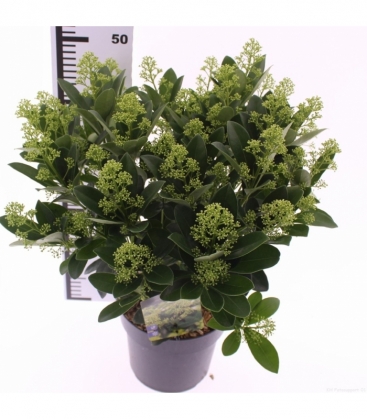 Skimmia