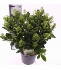 Skimmia