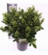 Skimmia