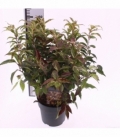 Leucothoe