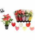 Anthurium