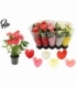 Anthurium