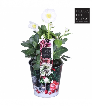 Helleborus