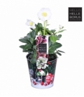 Helleborus