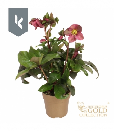 Helleborus